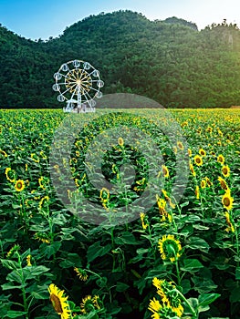 Beautiful view of white ferris wheel in sunflower farm with mountain in background. Ferris wheel with view of nature and a field