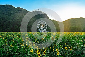 Beautiful view of white ferris wheel in sunflower farm with mountain in background. Ferris wheel with view of nature and a field