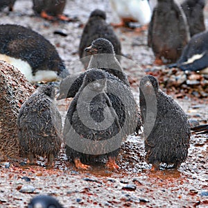 Beautiful view of White-flippered penguins standing on rocky pebbles ground in Antarctica near water