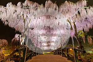 Beautiful view of  White Japanese Wisteria blossom tree at night , Ashikaga, Tochigi,  Japan