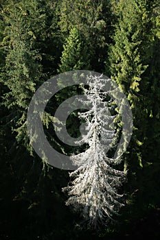 Beautiful view of a white pine tree in Tatra National park in Slovakia