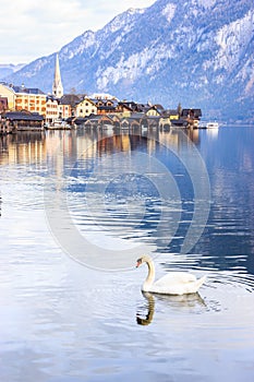Beautiful view of a white swan with a background of Hallstatt alpine village, Hallstattersee or Lake Hallstatt, Hallstatt, Austria