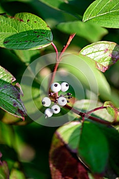Whiteberry on the green leafs.