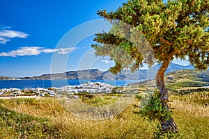 Beautiful view of whitewashed Greek town by sea bay on sunny day with pine tree in foreground. Adamantas, main town of