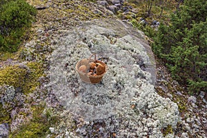 Beautiful view of wicker basket with aspen mushrooms on stone covered with silver moss.