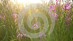 Beautiful view of wild grass and flowers in the sunset
