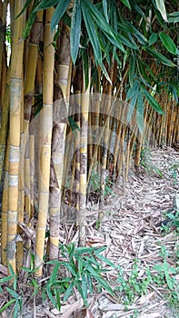 Beautiful view of the yellow bamboo stalks