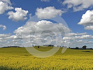 Beautiful view of yellow canola fields on spring at Cowra nsw.