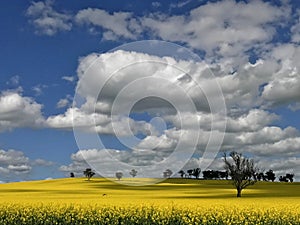 Beautiful view of yellow canola fields on spring at Cowra nsw.