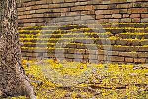 The beautiful view of the yellow Cassia fistula flowers are blooming beautifully along the ancient city walls of Chiang Mai and