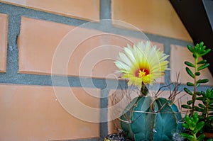 Beautiful view of a yellow flowering cactus