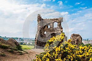 Beautiful view with yellow flowers