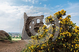 Beautiful view with yellow flowers photo