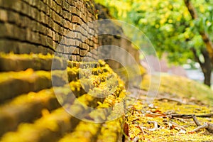 The beautiful view of the yellow Ratchaphruek flowers are blooming beautifully along the ancient city walls of Chiang Mai and the