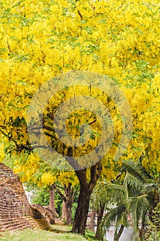 The beautiful view of the yellow Ratchaphruek flowers are blooming beautifully along the ancient city walls of Chiang Mai and the