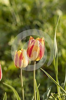 Beautiful view of yellow red tulips under sunlight landscape at the middle of spring or summer
