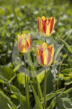 Beautiful view of yellow red tulips under sunlight landscape at the middle of spring or summer