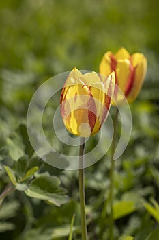 Beautiful view of yellow red tulips under sunlight landscape at the middle of spring or summer