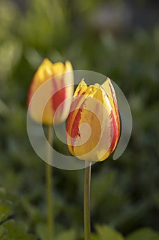 Beautiful view of yellow red tulips under sunlight landscape at the middle of spring or summer