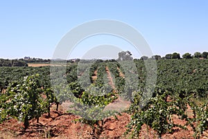 Beautiful view of zinfandel grapevines in a vineyard in Amador County, California