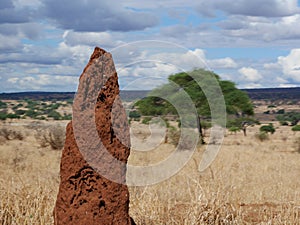 Beautiful views of AfricÐ°, jeeps with an opening top