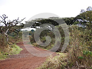 Beautiful views of AfricÃÂ°, trees Avatar, jeeps with an opening top