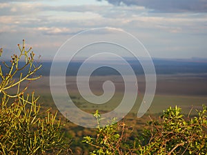 Beautiful views of AfricÐ°, trees Avatar, jeeps with an opening top