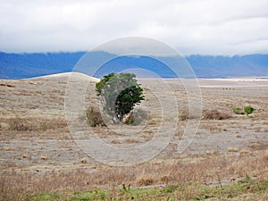 Beautiful views of AfricÐ°, trees Avatar, jeeps with an opening top