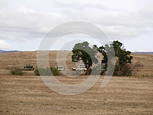 Beautiful views of AfricÐ°, trees Avatar, jeeps with an opening top