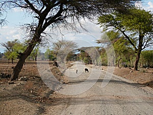 Beautiful views of AfricÃÂ°, trees Avatar, jeeps with an opening top