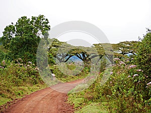 Beautiful views of AfricÐ°, trees Avatar, jeeps with an opening top