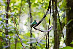 Beautiful views in Arenal Natural Park (Costa Rica)