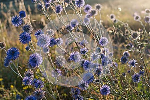 Bellissimo schermo da naturale. blu decorativo fiori sul prato 