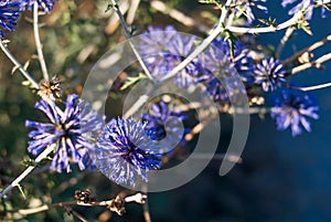 Bellissimo schermo da naturale. blu decorativo fiori sul prato 