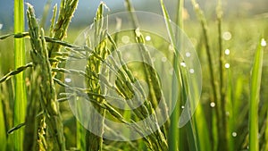 Beautiful views of green rice in the fields at sunrise