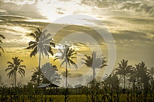 beautiful views of rice fields in the morning with beautiful orange skies