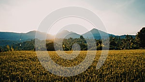 Beautiful views of rice fields, mountains and trees at sunrise in the countryside