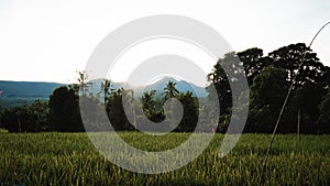 Beautiful views of rice fields, mountains and trees at sunrise in the countryside