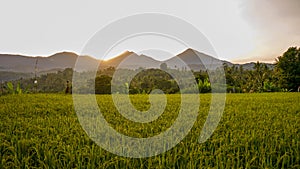 Beautiful views of rice fields, mountains and trees at sunrise in the countryside