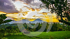 Beautiful views of rice fields at sunrise in the countryside