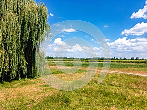 Beautiful views of the sunflower field in the distance and the Babylonian willow.