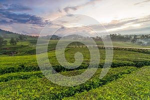 Beautiful views of the sunrise in a green tea garden at the Riung Gunung tourist spot, Bandung. The photo is out of focus and uses