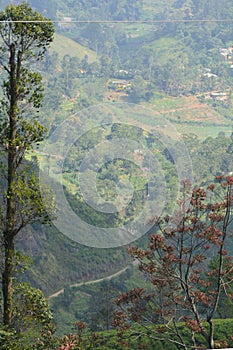 Beautiful views of the tea plantations of Sri Lanka