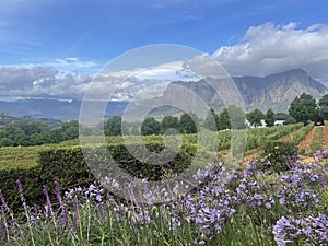 Winelands Stellenbosch Delaire Graff Estate South Africa photo