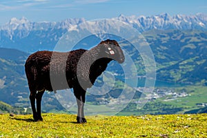Beautiful Views of Zell Am See and the Rugged and Distant Alpine Peaks with Cute Black Sheep