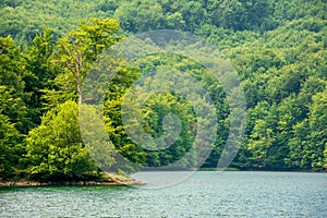 Krásné vihorlatské jezero mezi lesy v létě