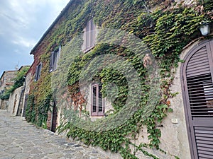 The beautiful village of Castiglione della Pescaia, green walls of American vines