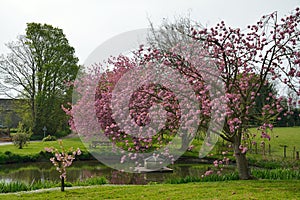 Beautiful village pond surrounded by cherry trees.