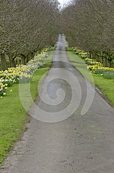 Beautiful village road with yellow daffodils flowers and trees a