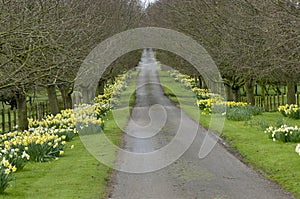 Beautiful village road with yellow daffodils flowers and trees a